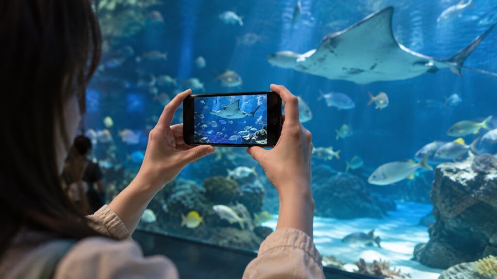 水槽から距離を取りスマートフォンを両手で持って魚を撮る様子