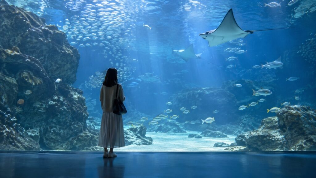 大きな水槽の前で一人で魚を眺める来館者